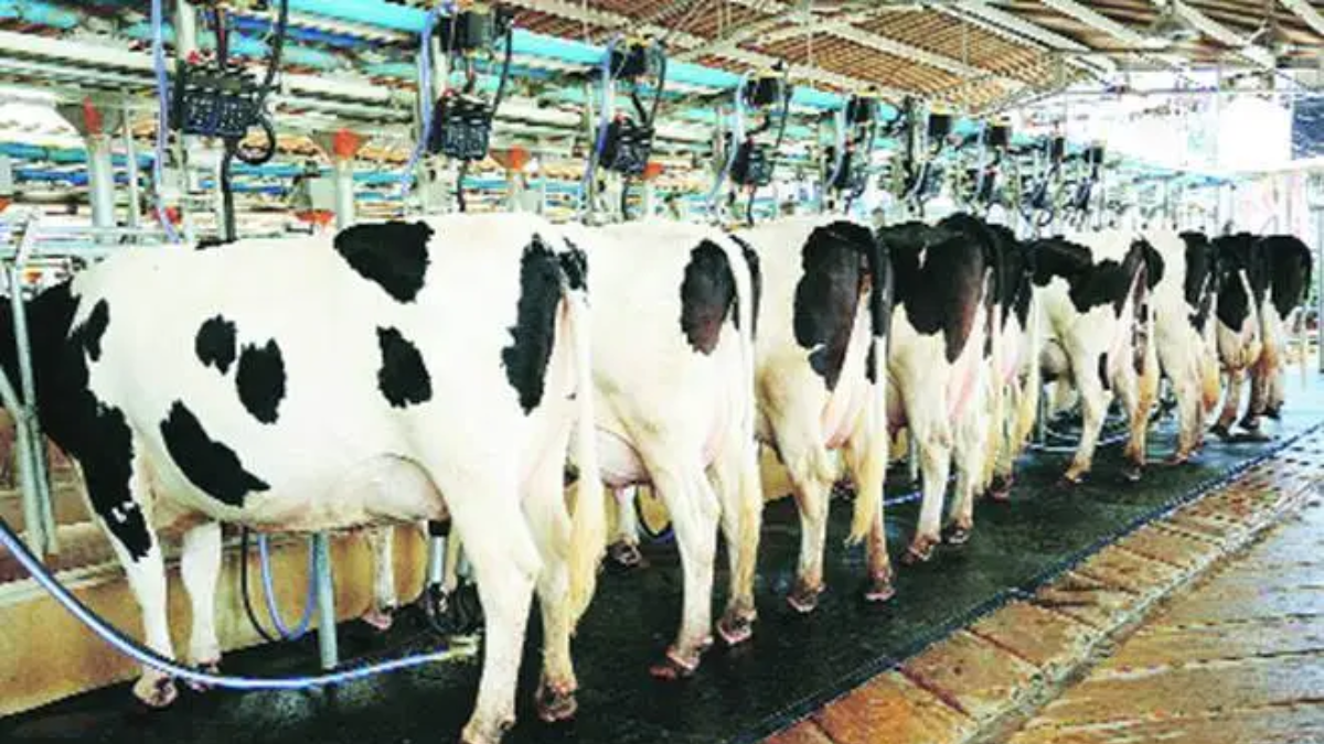 A Tech Driven Approach for Improving Dairy Farm Profitability