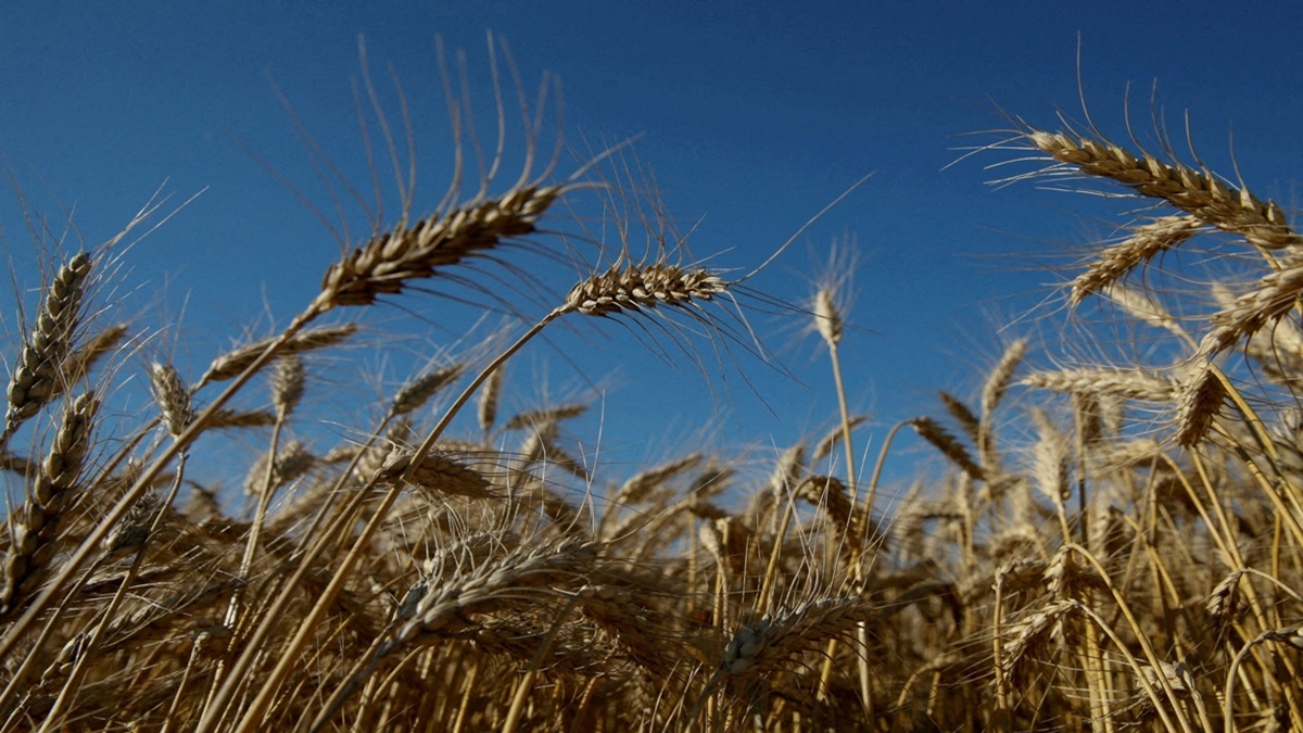 Last leg of wheat sowing in next 10 days may cover acreage lag: Agri Commissioner