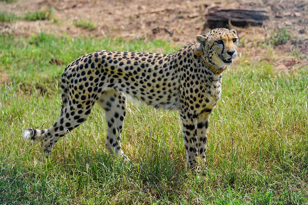 Historic! Cheetah back in India after 70 years – See brilliant photos