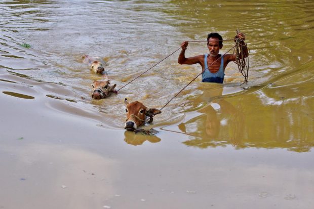 A flood-affected man moves his cattle to a safer place through a flooded field after heavy rains in Nagaon district, Assam. (Reuters Photo)