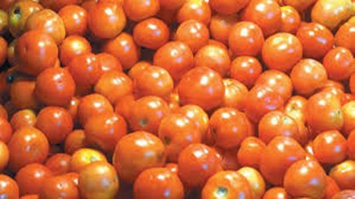 No respite as retail tomato price further shoots up