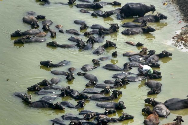 Buffaloes bathe in the Ganga river to beat the heat on a hot summer day, in Prayagraj. (PTI Photo)