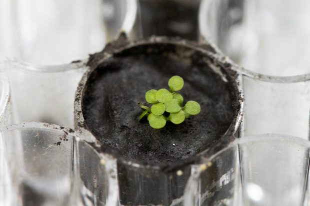 The researchers at the University of Florida (UF) in the US showed that plants can successfully sprout and grow in lunar soil. (Image credit: Tyler Jones, UF/IFAS via Reuters)