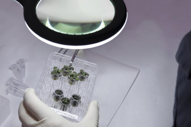 To grow their tiny lunar garden, the researchers used thimble-sized wells in plastic plates normally used to culture cells. Each well functioned as a pot. (Image credit: Tyler Jones/UF/IFAS via AP)