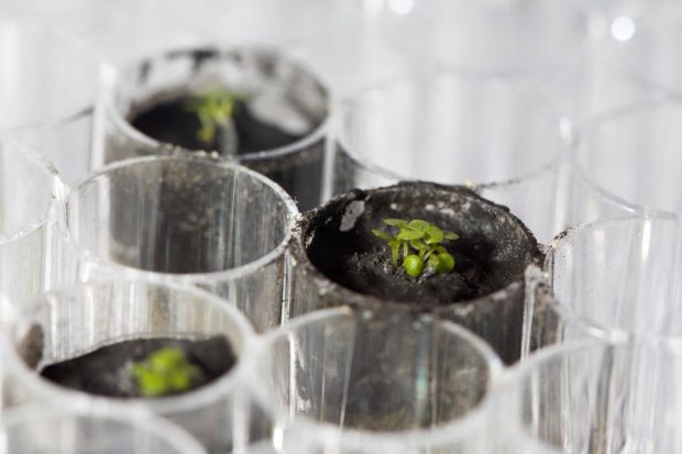 The plant species Arabidopsis thaliana is seen sprouting at a University of Florida laboratory in a small amount of lunar regolith – soil from the moon. (Image credit: Tyler Jones, UF/IFAS via Reuters)