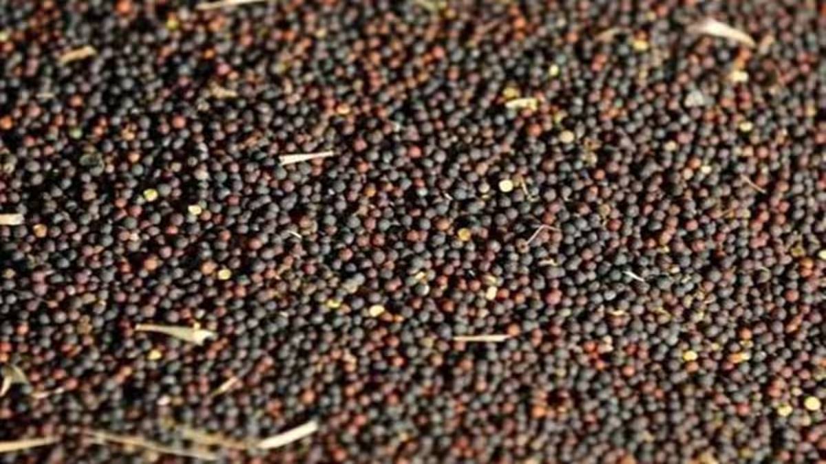 India’s oilseed exports may grow by 10-15 per cent this fiscal; Exporters