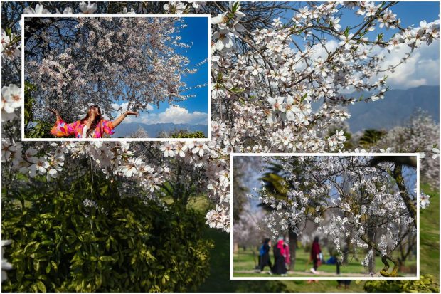 The bloom of flowers on Almond trees indicates the arrival of Spring in the Kashmir Valley. The Almond trees in Badamwari garden in Kashmir's Srinagar are in full bloom. It is a source of attraction for nature lovers and tourists. Let us take a look at some of the spectacular images of almond trees in Srinagar: