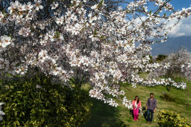 Almond trees in bloom at Badamwari, marking the onset of spring in the Valley, in Srinagar. (PTI Photo)