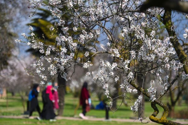 Badamwari, a garden that has thousands of almond trees, is a historic park also known as Warris Shah Bagh. (PTI Photo)