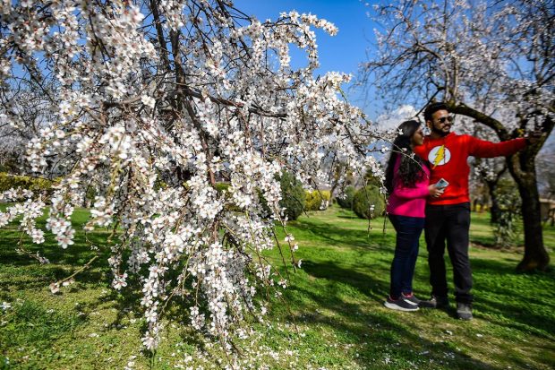 A tourist couple takes a selfie with almond trees in bloom at Badamwari, marking the onset of spring in the Valley, in Srinagar. (PTI Photo)