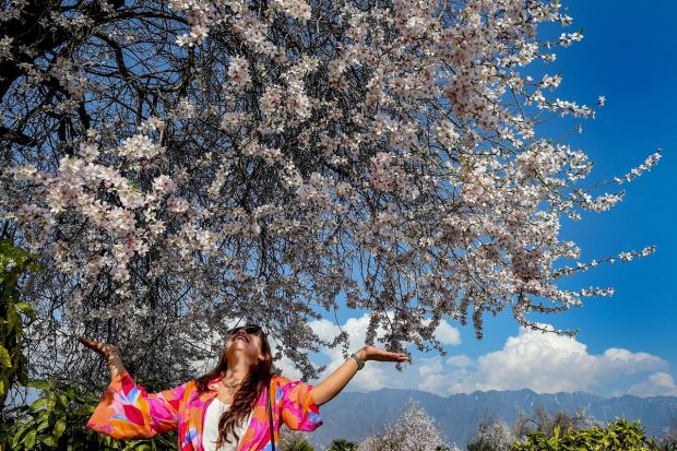 The Almond trees is one of the earliest blooming flowering trees in Kashmir have already attracted many tourists and locals in the Valley. (PTI Photo)