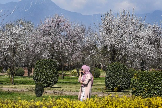 The Badamwari garden is located at the foothills of Hari Parbat Fort in old Srinagar attracts many tourists. (PTI Photo)