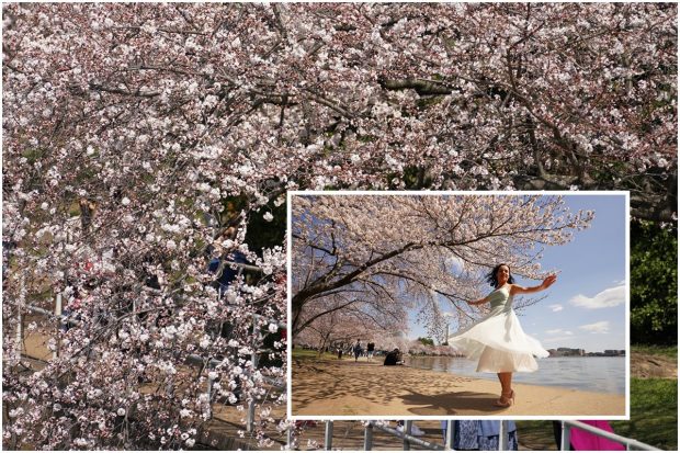 The cherry blossoms along the US capital's Tidal Basin reach full bloom. When 70% of the blossoms are done then we call it peak bloom. It most often happens between the last week of March and the first week of April. Let us take a look at some of the beautiful images of cherry blossoms in Washington DC: