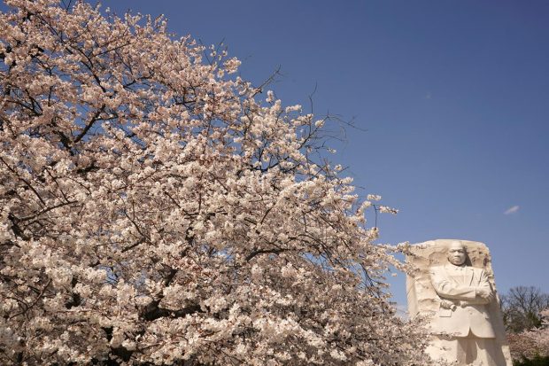 Cherry blossoms are in peak bloom at the Martin Luther King, Jr. Memorial, along the Tidal Basin, in Washington, D.C., U.S. (Reuters Photo)