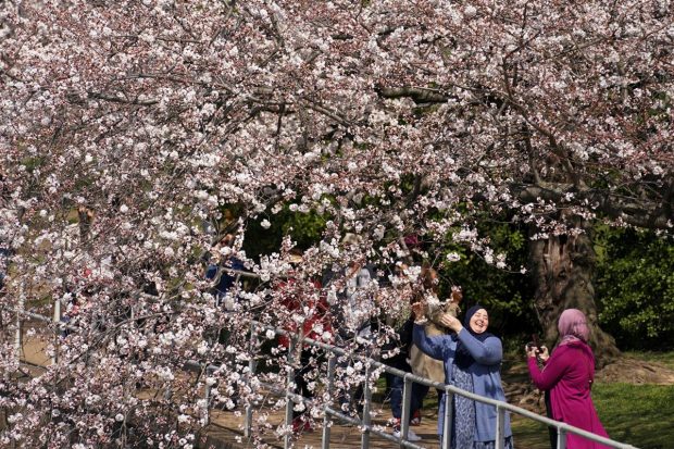 Women take photos of cherry blossoms in peak bloom, along the Tidal Basin, in Washington, D.C., U.S. (Reuters Photo)