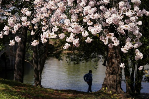 A person walks to the water along the Tidal Basin, where cherry blossoms have reached their peak bloom, in Washington, D.C., U.S.(Reuters Photo)