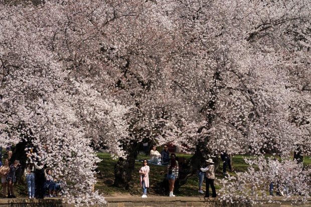 A woman looks out from under a canopy of cherry blossoms in peak bloom, along the Tidal Basin, in Washington, D.C., U.S.(Reuters Photo)