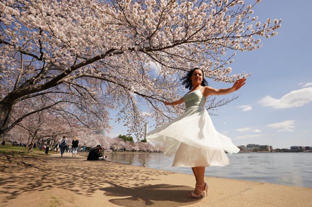 Bella Nargis of Pensacola, Florida, performs a twirl beneath cherry blossoms in peak bloom, at the Tidal Basin,in Washington, D.C., U.S.(Reuters Photo)