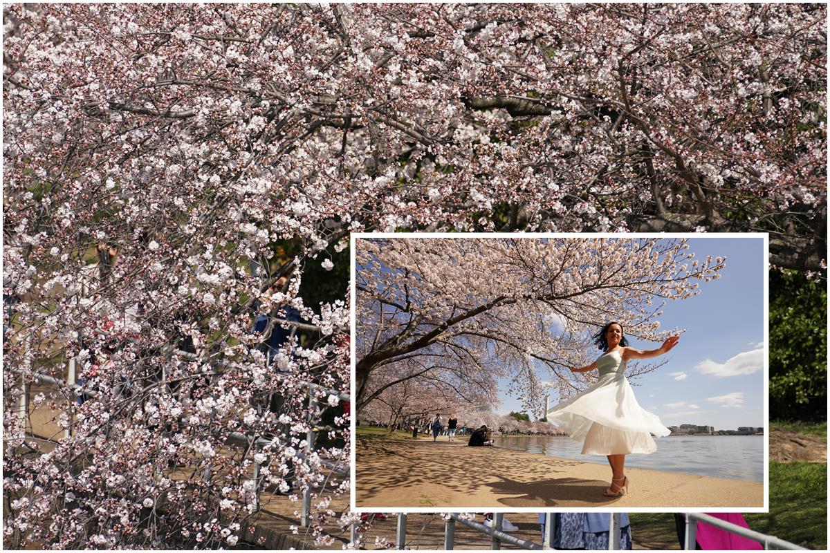 Spring attraction! Cherry blossoms in Washington DC hit peak bloom, admirers flock to Tidal Basin – PHOTOS